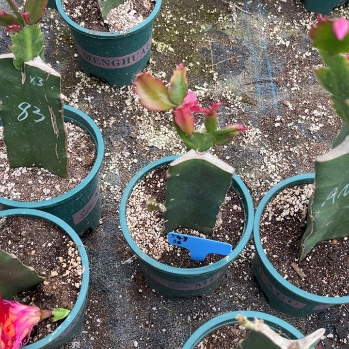 财***滚54号083三色复色大花，