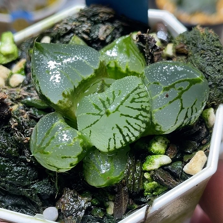 653杨贵妃特选度老师