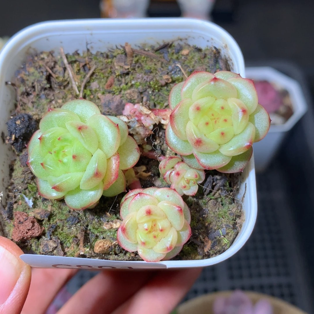 精品多肉801灯泡珍妮群生