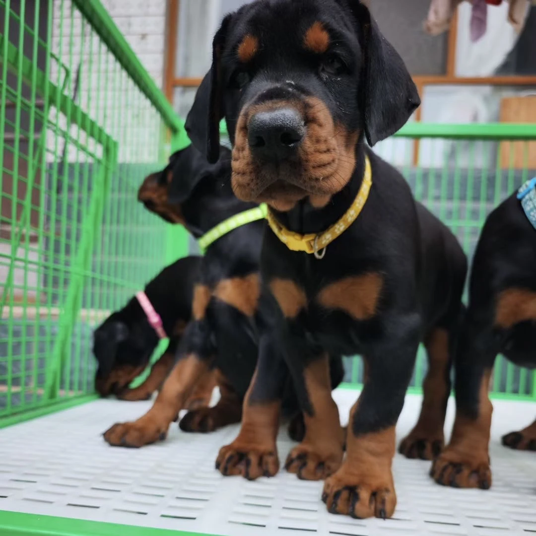 钢铁杜宾宠物狗狗快乐小狗高级宠物伴侣犬大型犬宠物看家护院陪伴
