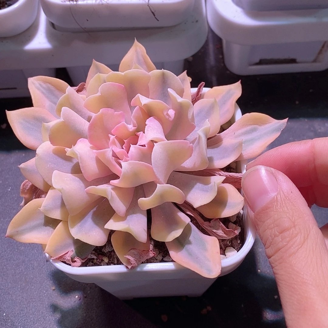 利比里亚锦多肉植物