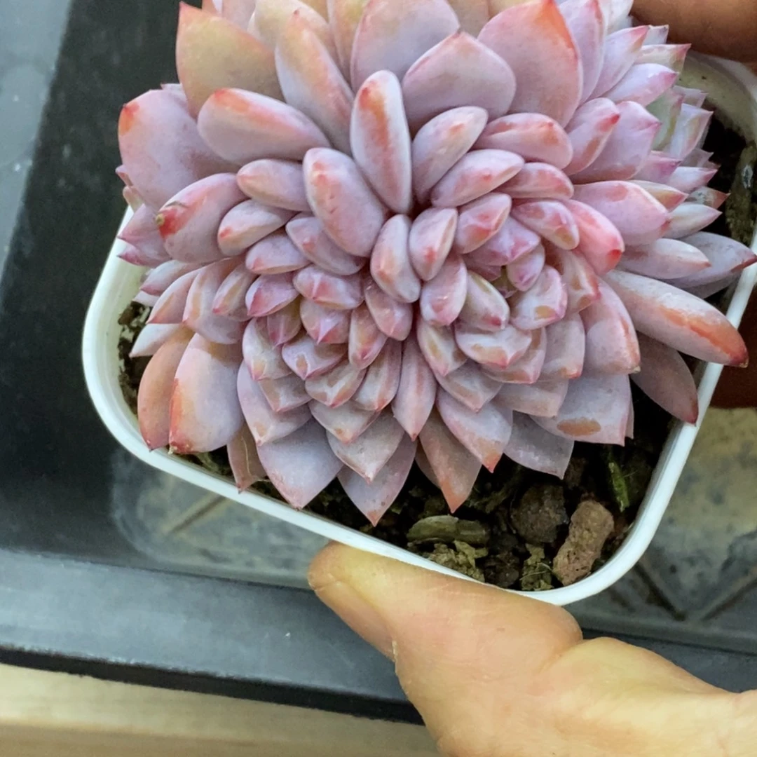 精品多肉一物一拍不包整422