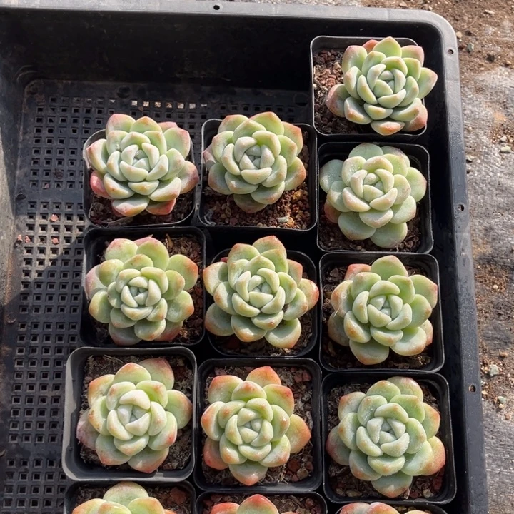 冰玉多肉七方盆一组13个10号