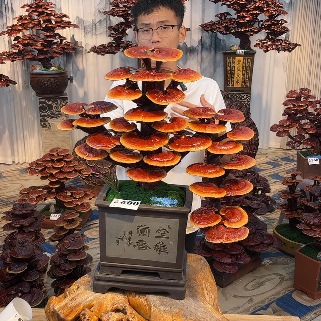 全部花朵88888888888888