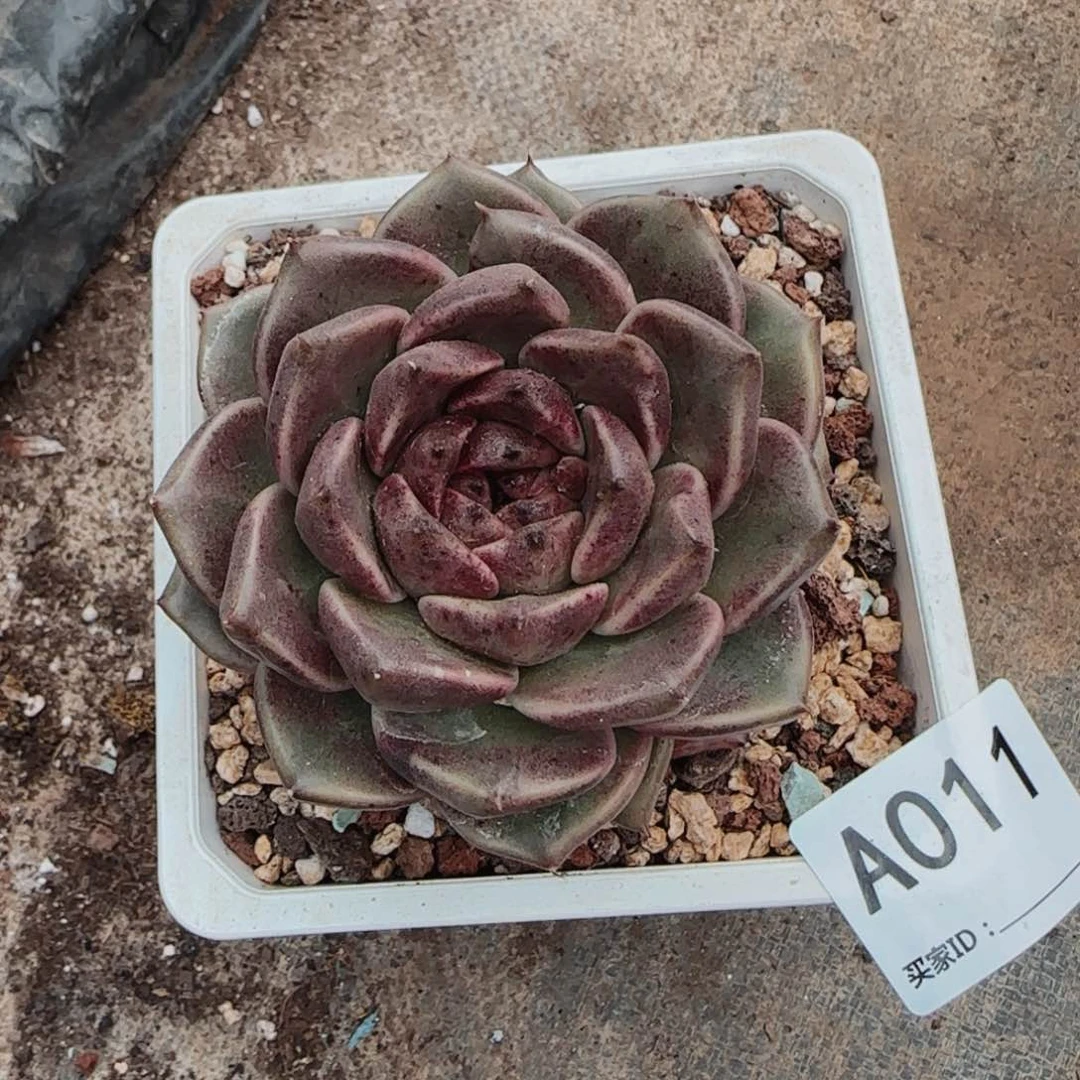 黑佳人单头A011号