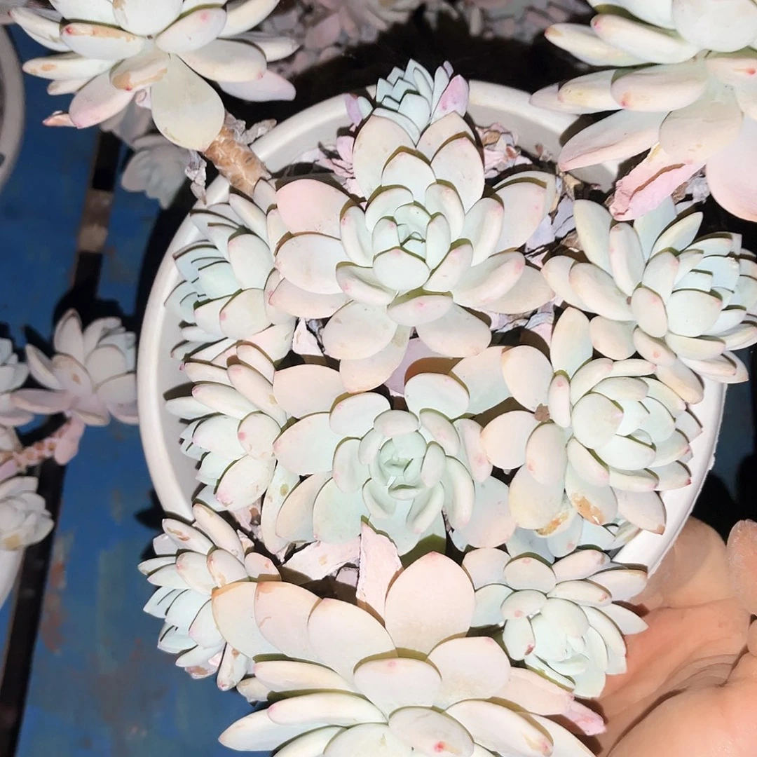 冷香9.99多肉植物