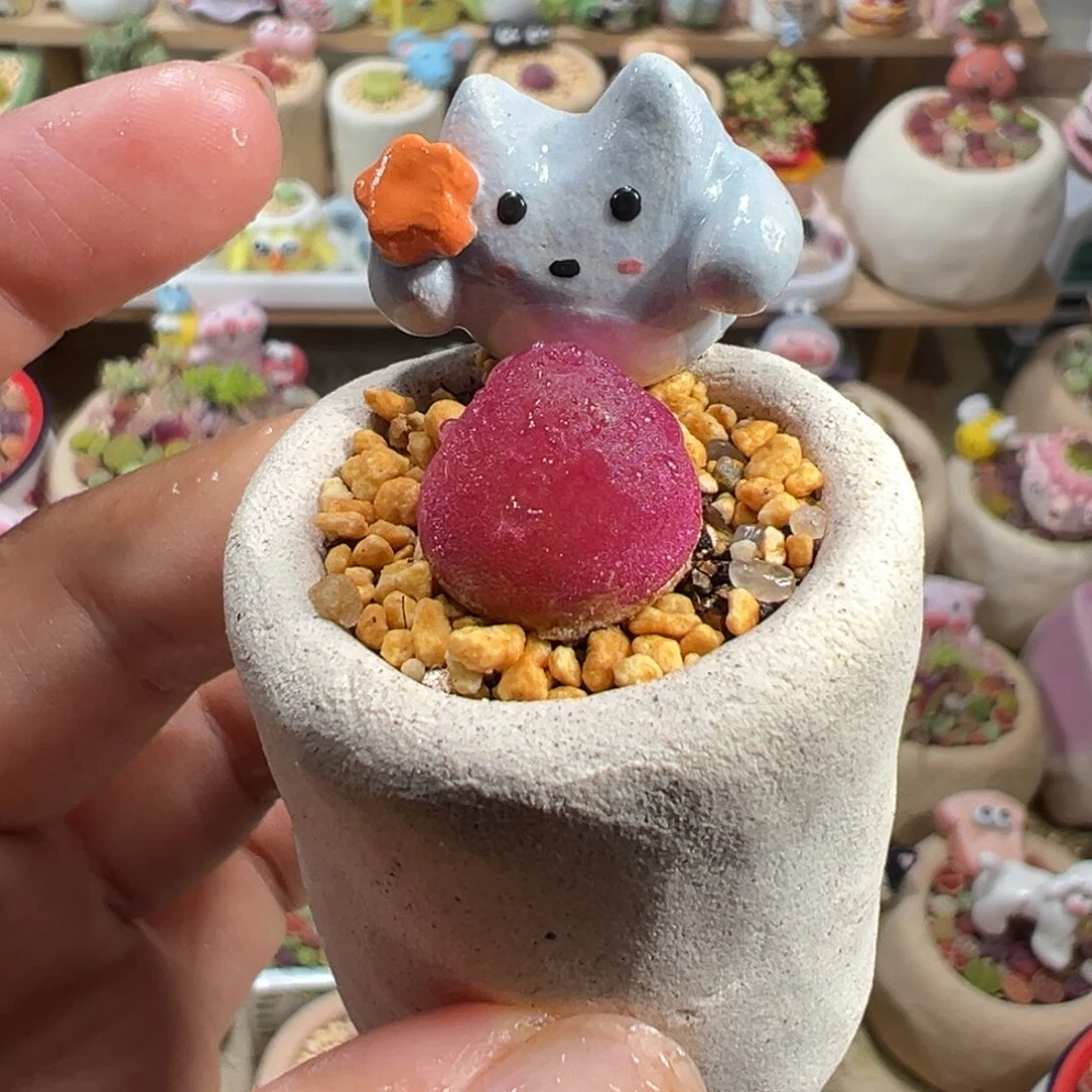 多肉植物275号灯泡