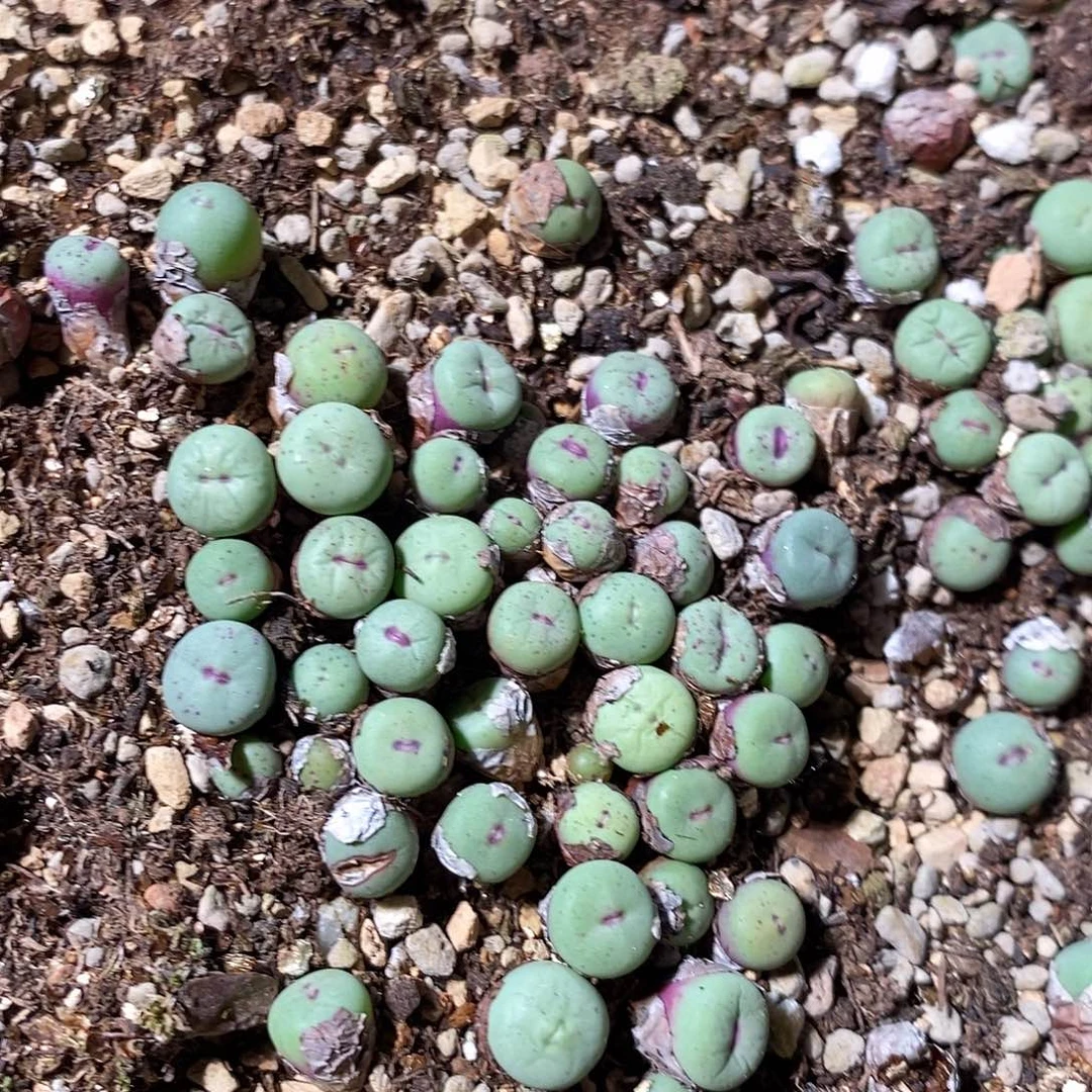 一颗编号混小红嘴。