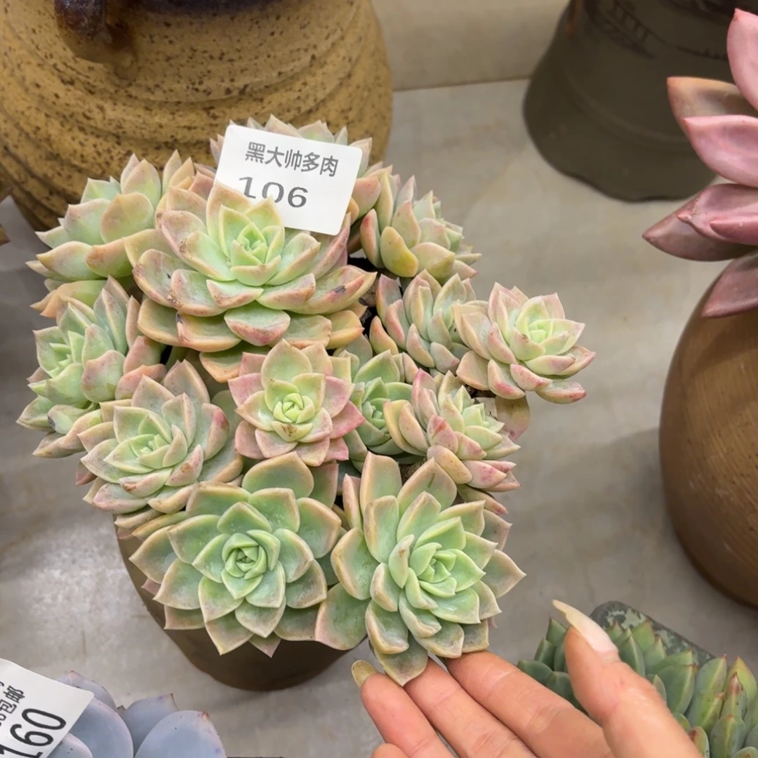 K***L黑大帅多肉106哈利