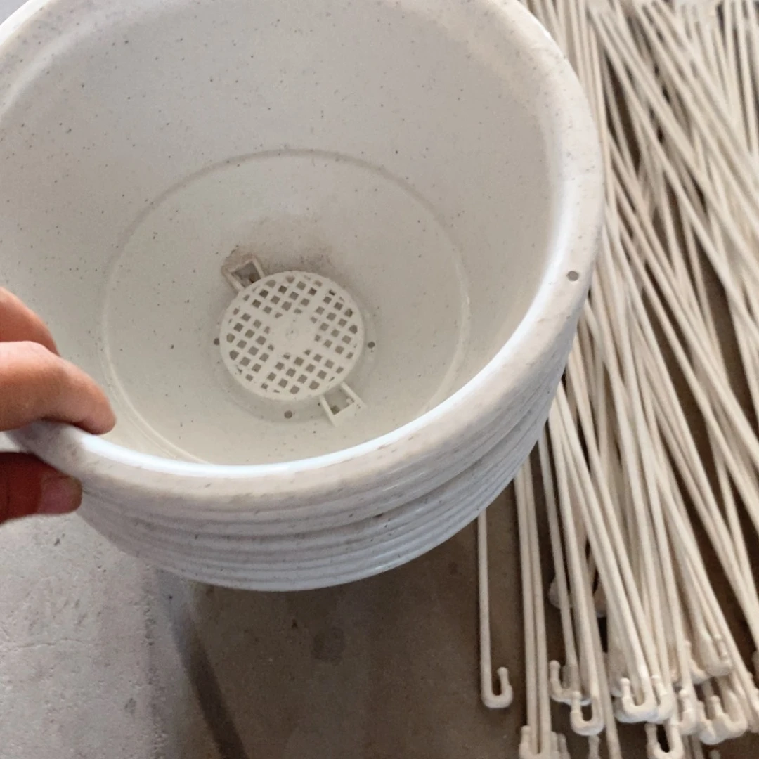 5个爱丽丝7号大理石色吊兰