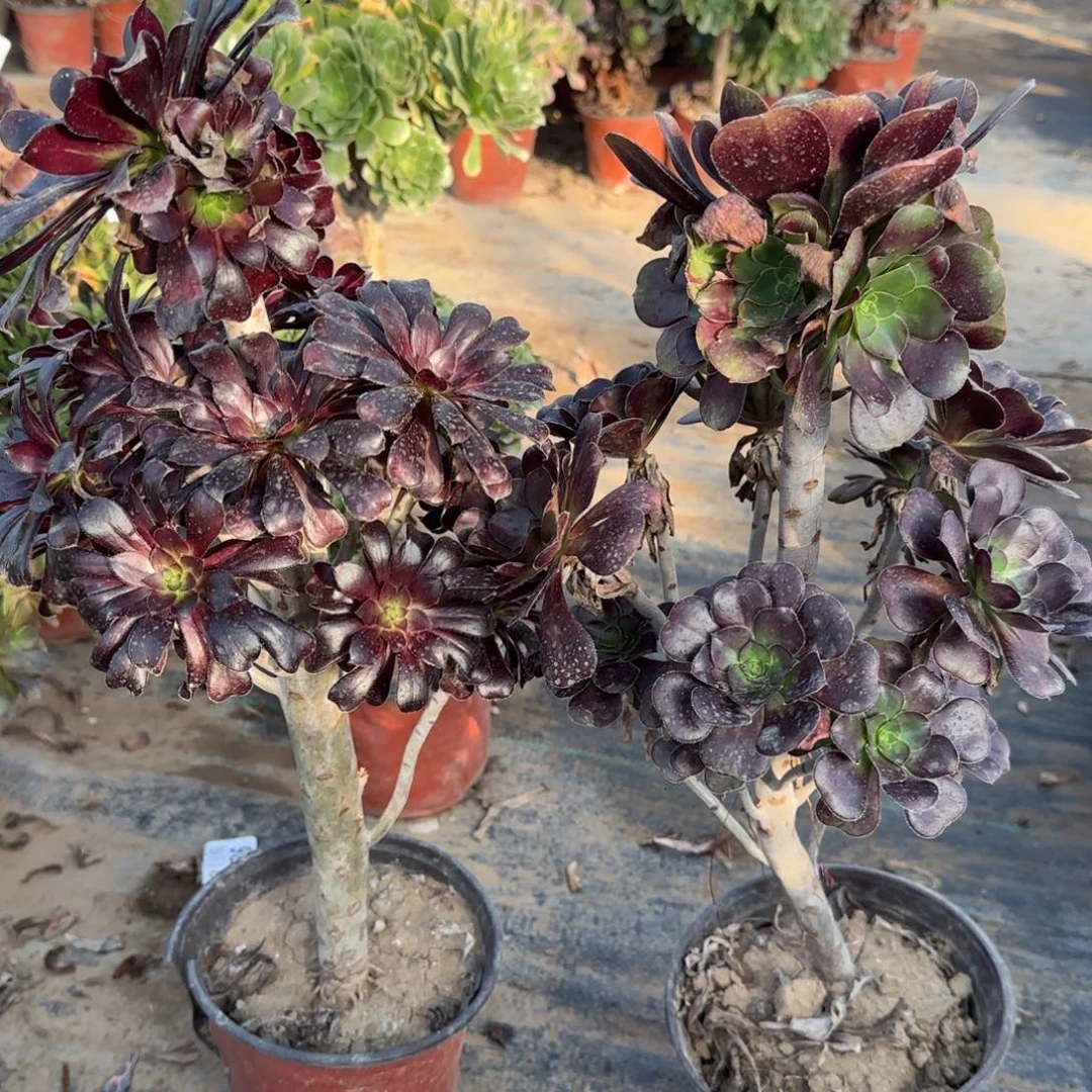 墨法师+黑圆叶孤品包邮断枝不包瑕疵