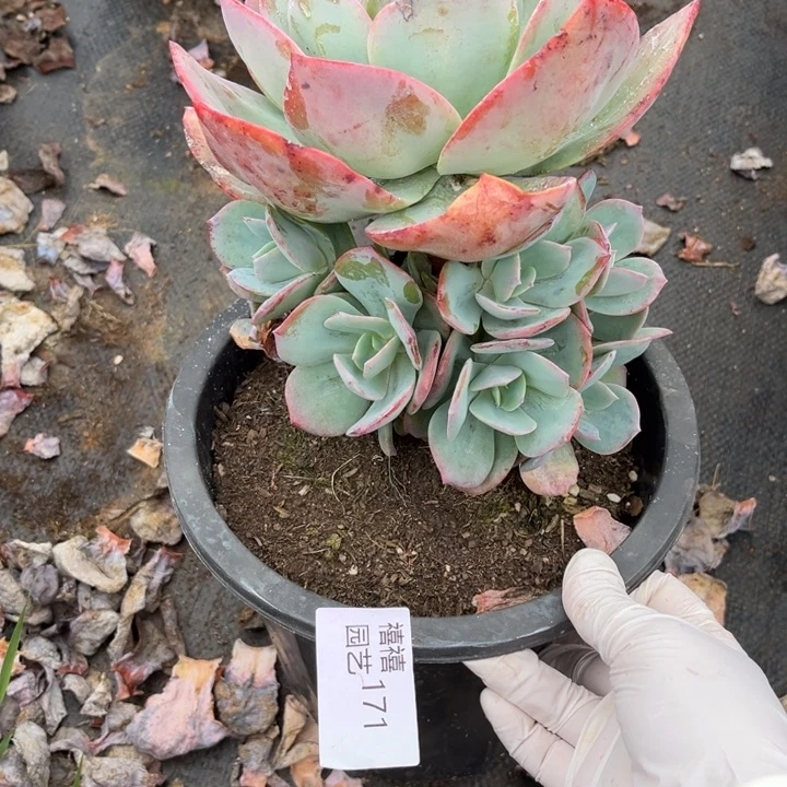 呵*哒171血凤多肉植物