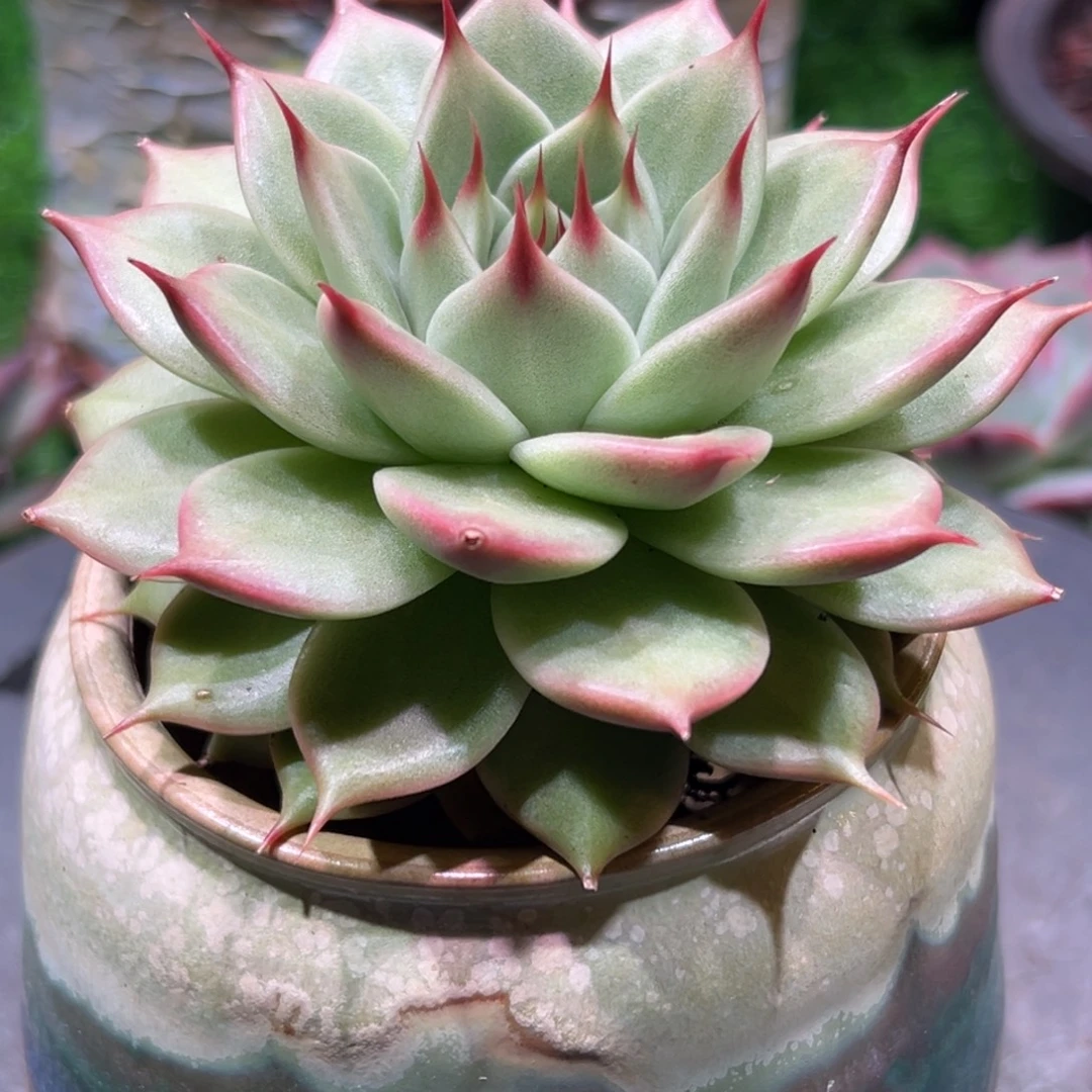 托斯卡纳利，一物一拍。