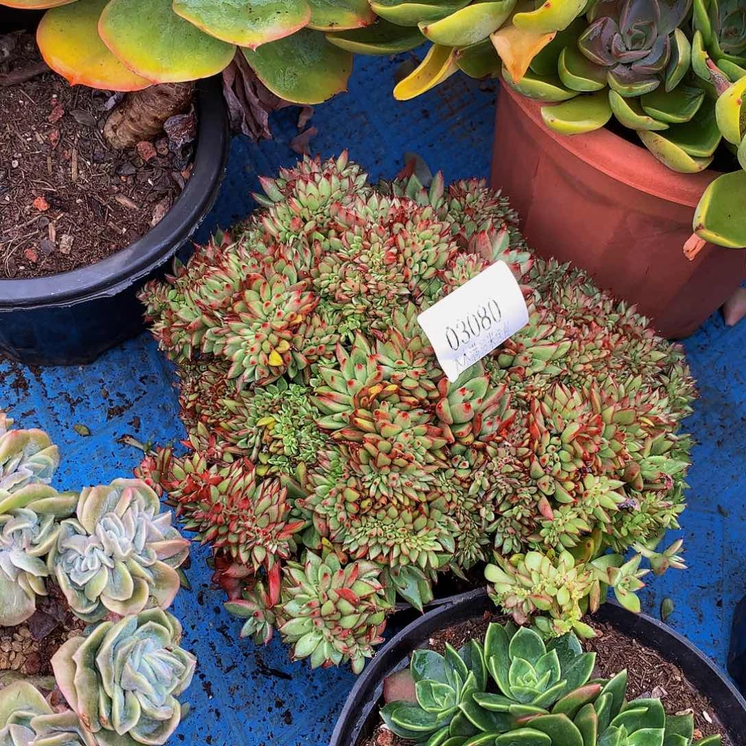 乌木缀多肉03080