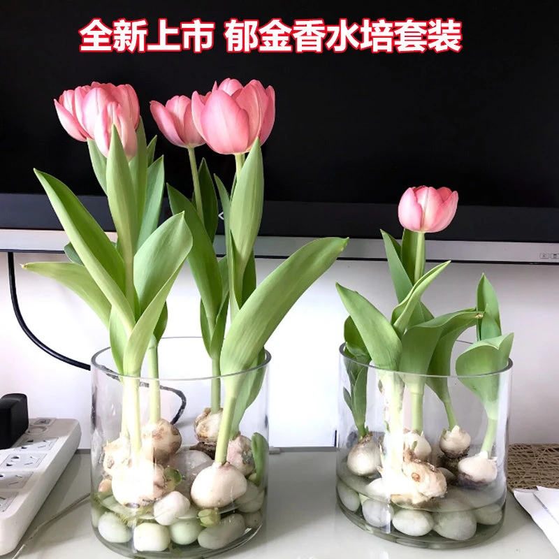 进口郁金香种球带芽5度球水培四季开花室内外阳台水土养盆栽耐寒
