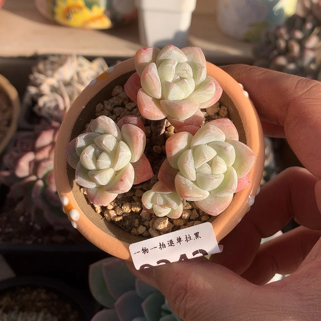 342冰玉多肉一颗6厘米