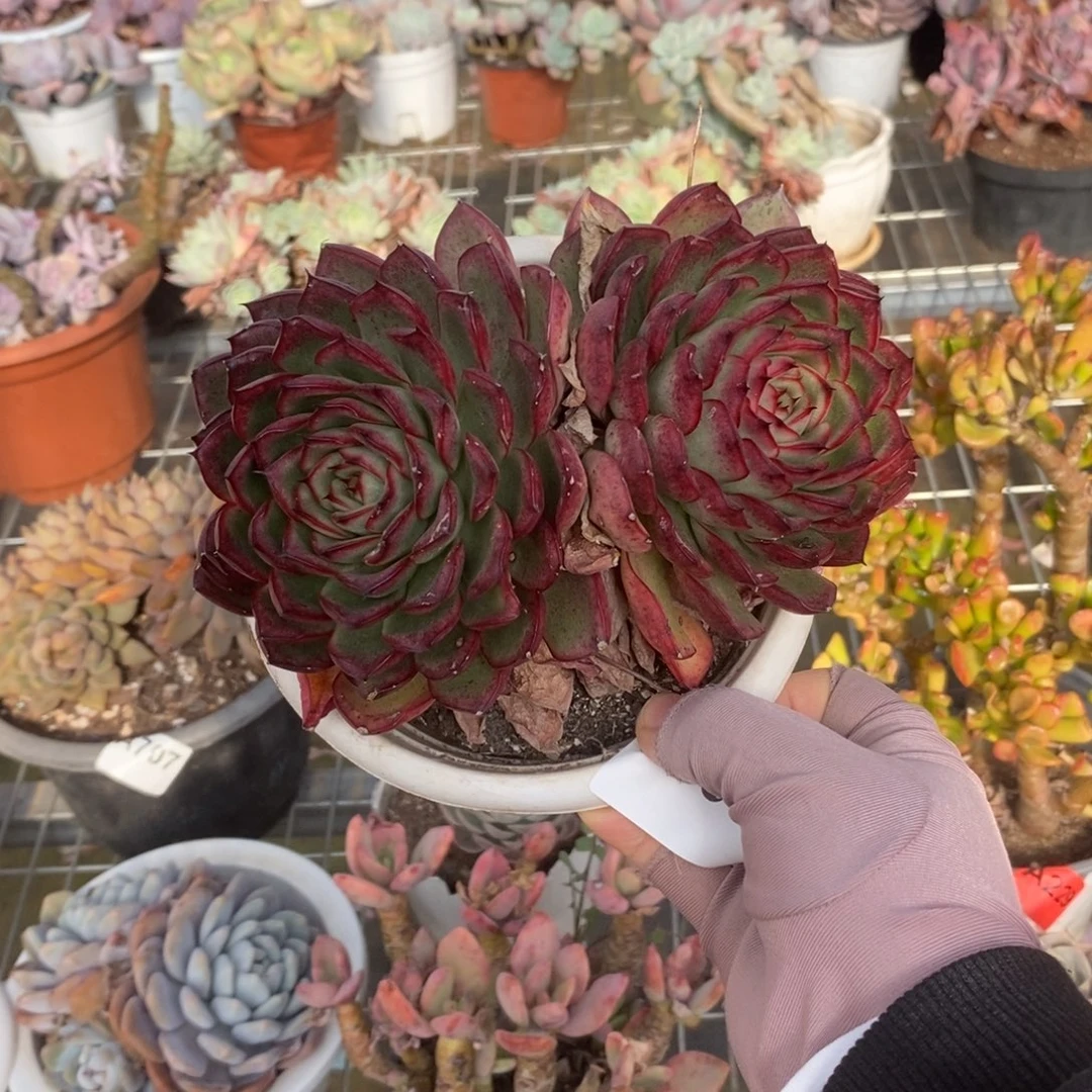 6360萤火虫一物一拍