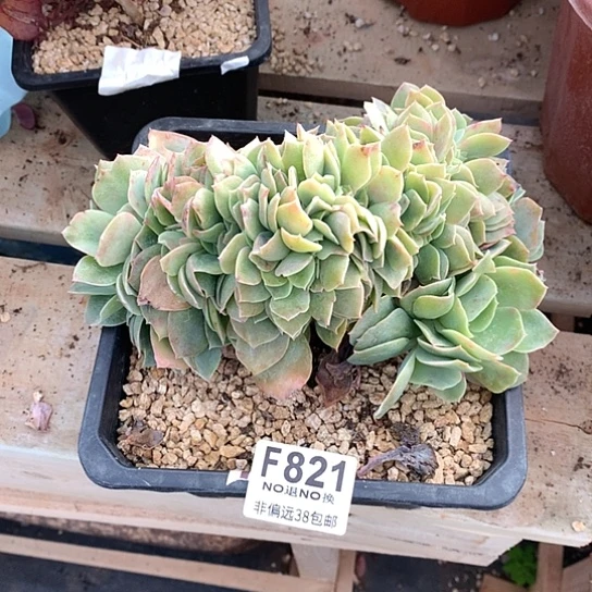 白玉兰缀化821 退款拉黑需延迟发货