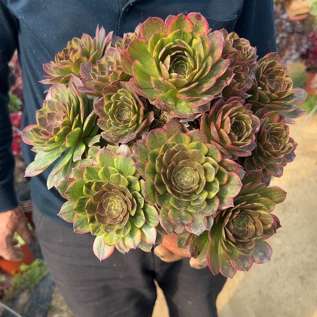 多肉植物火狐老庄