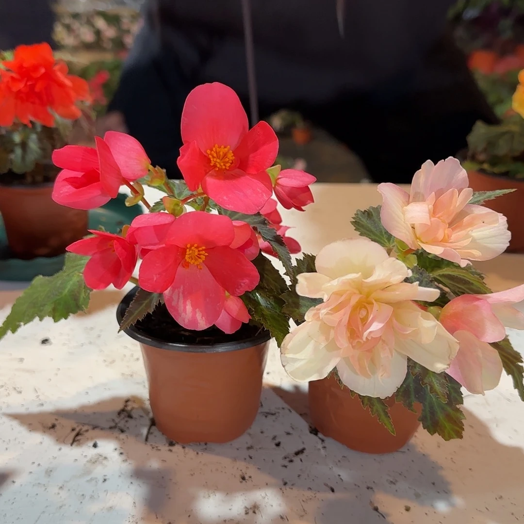 90杯初吻➕浆果，掉花折叶正常介意勿拍