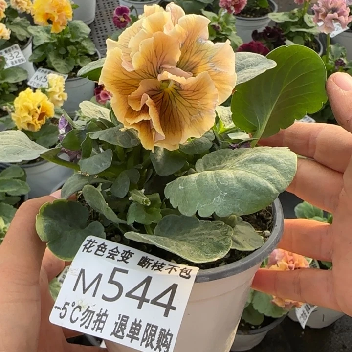 无花朵M544角堇小苗一物一拍默认苗晃