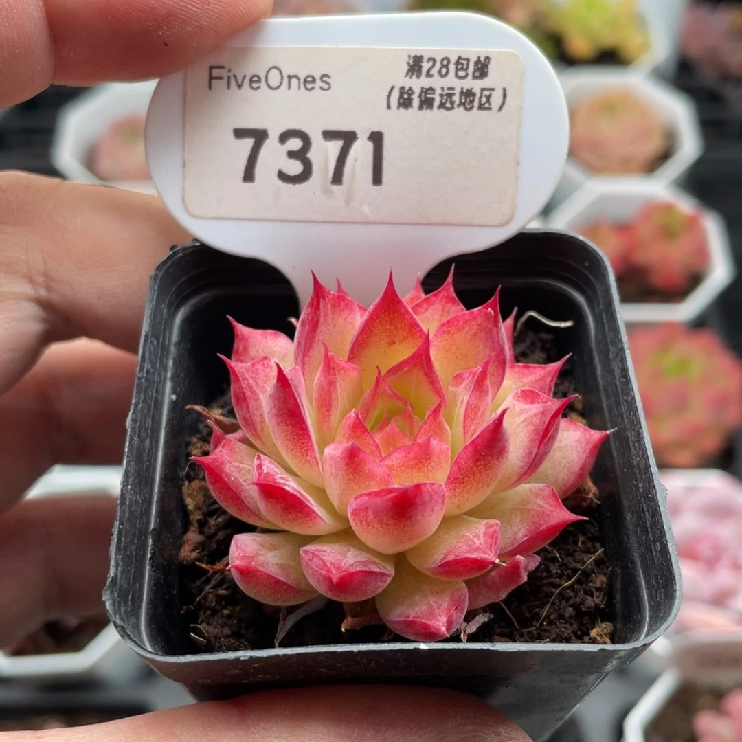 小海螺7371-4厘米