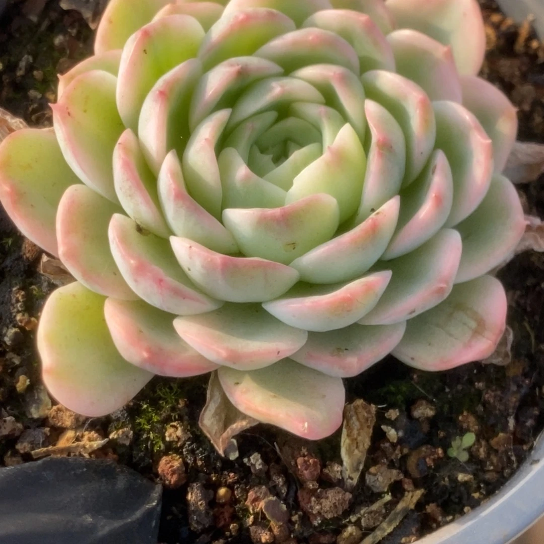 177茉莉花锦锦锦锦锦