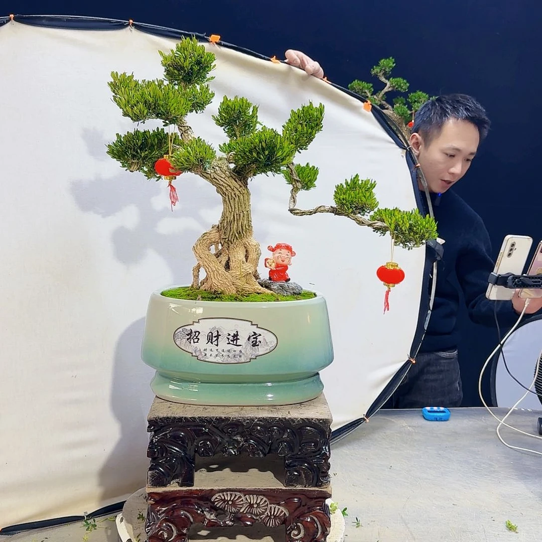 高端皱皮黄杨盆景