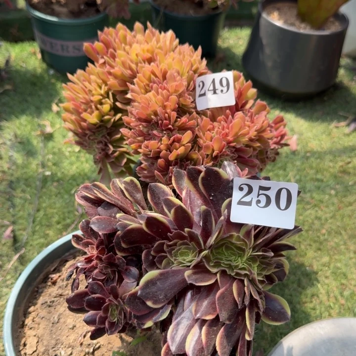 法师锦缀化2棵，249.250