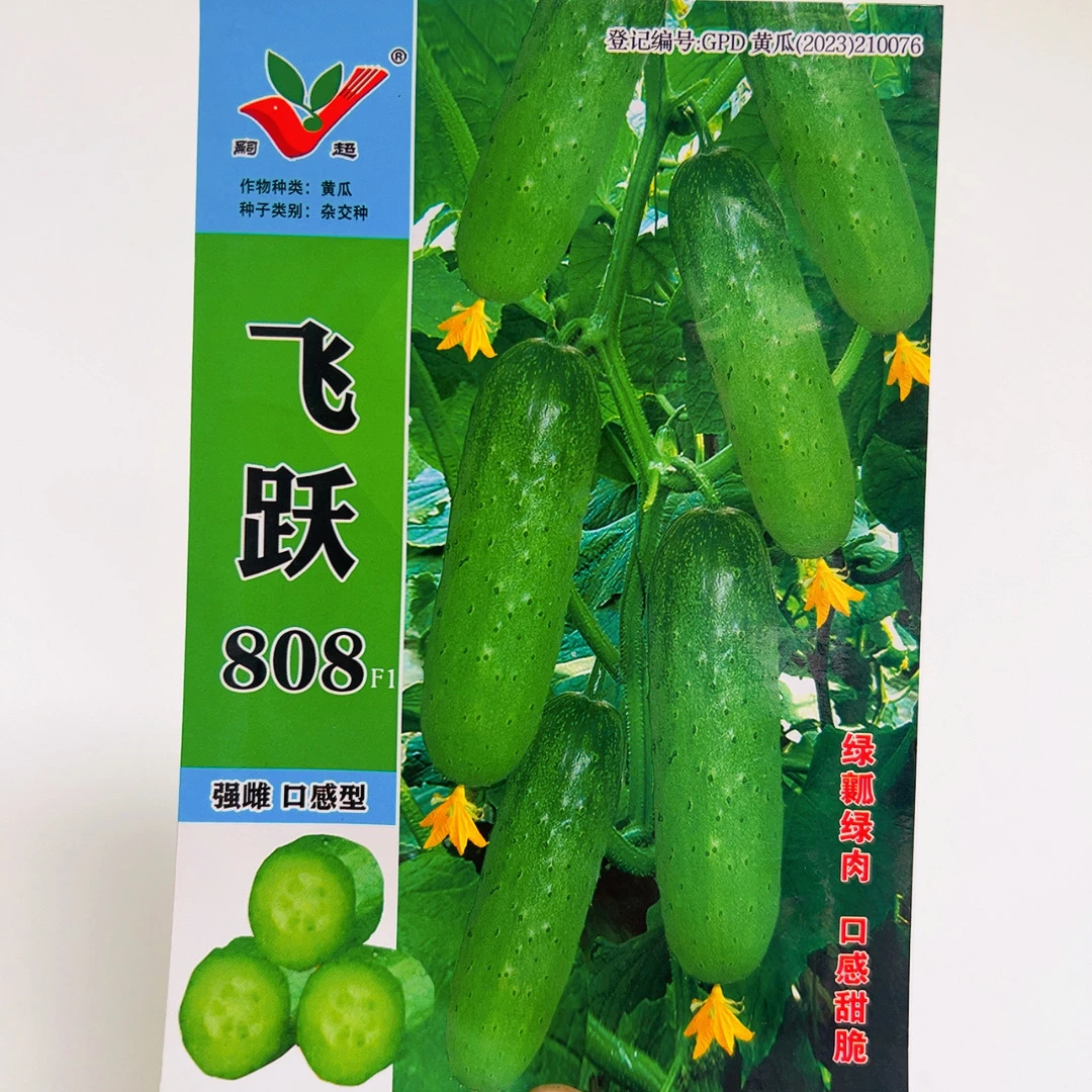 强雌绿肉808水果黄瓜种子