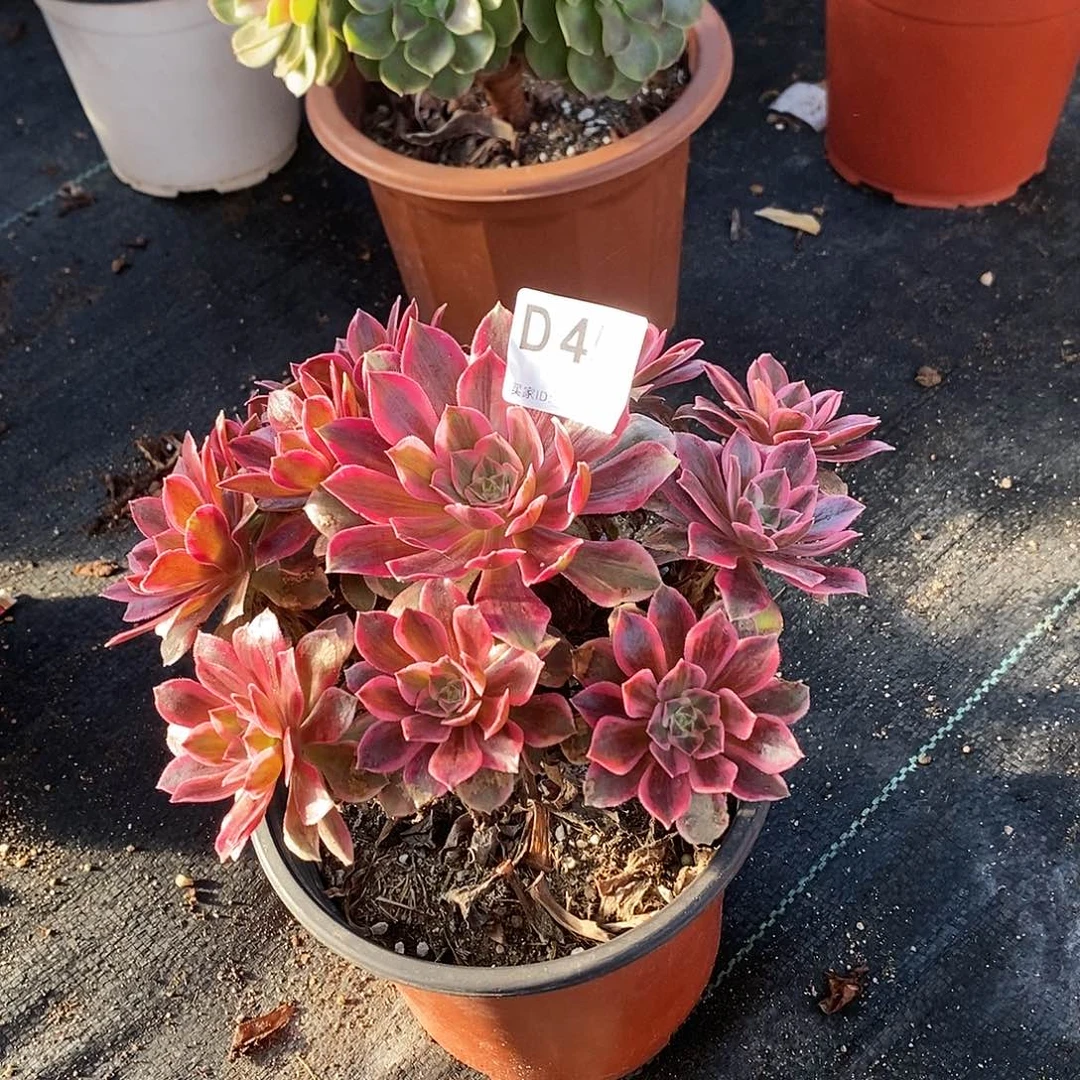 幻莎450多肉111111