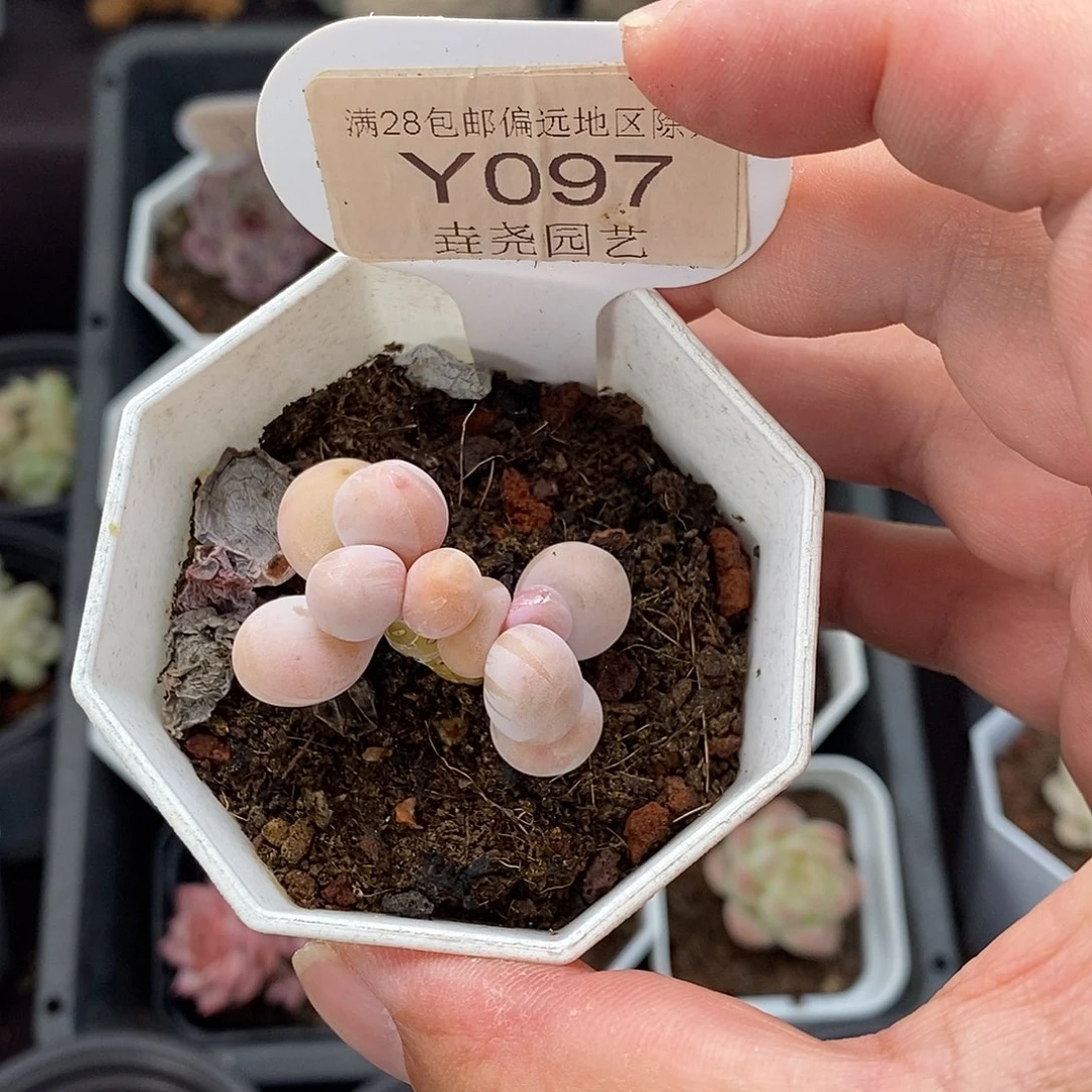 曾***️0097 橙雪球 3.5cm