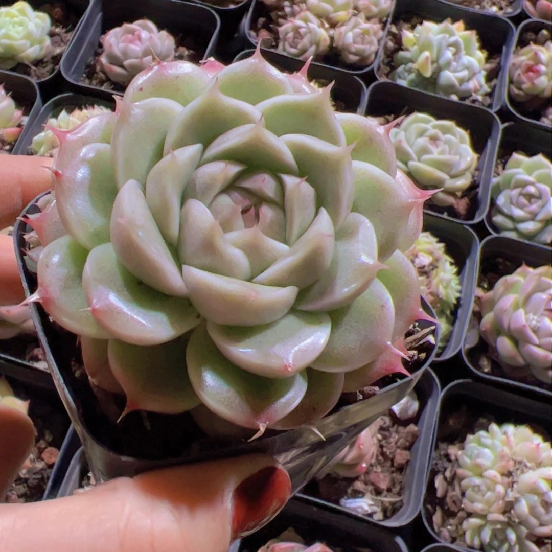 象*新品，多肉植物