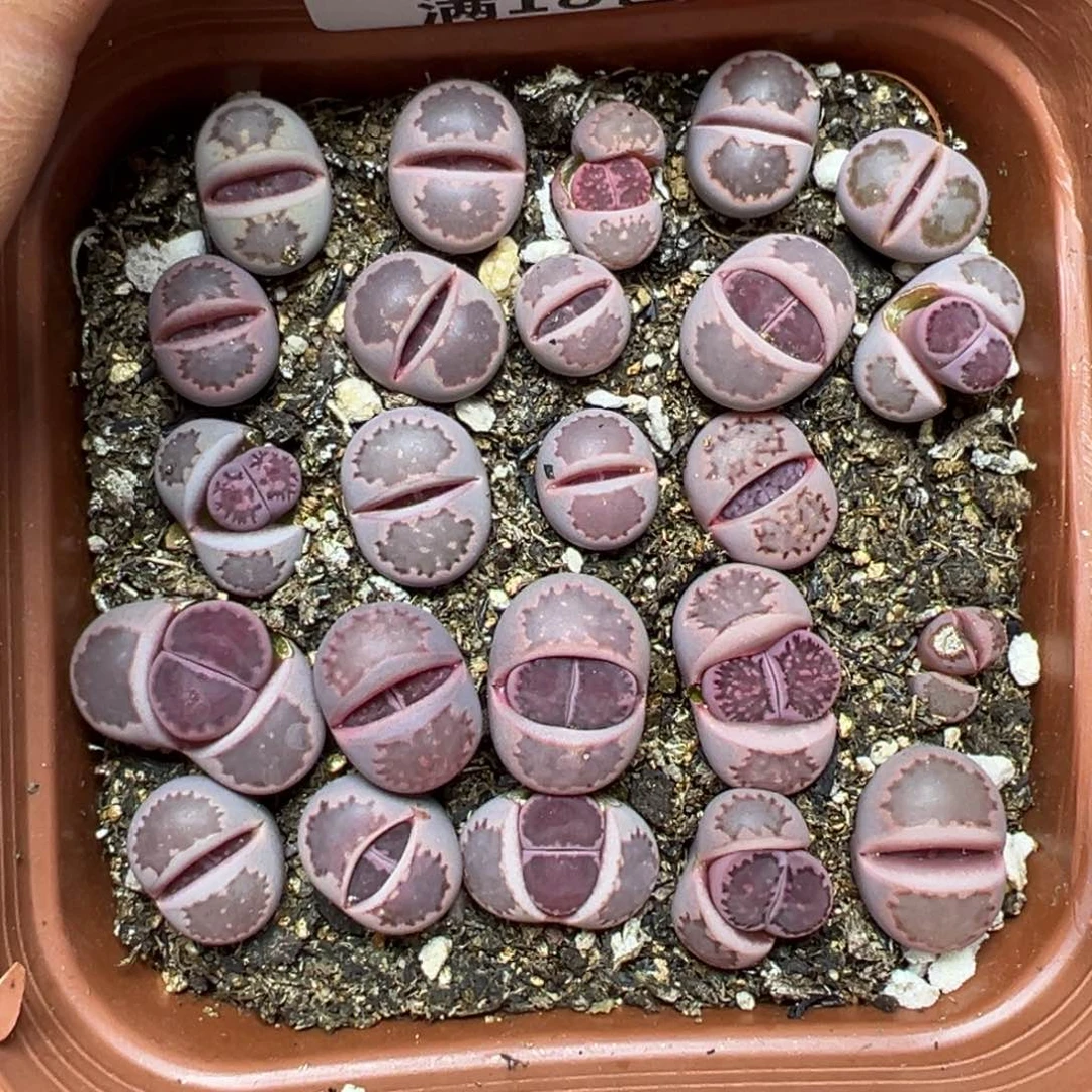 【闪购商品】789……