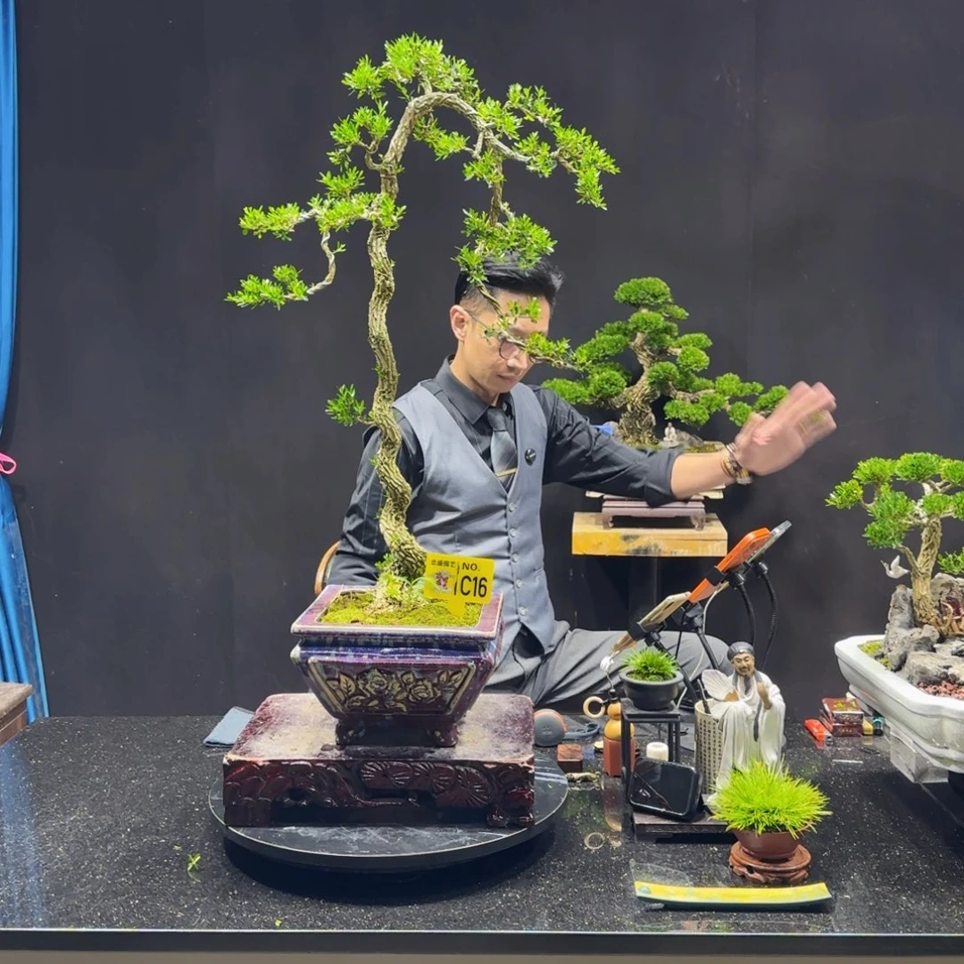 郑***说无花朵黄杨室内室外盆景艺术