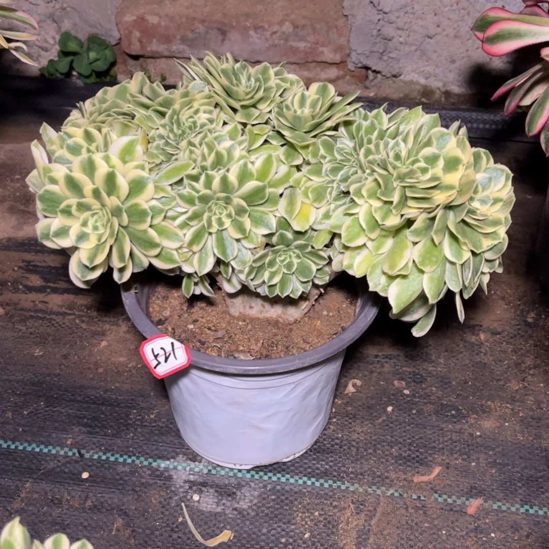 521多肉植物迈巴赫缀化