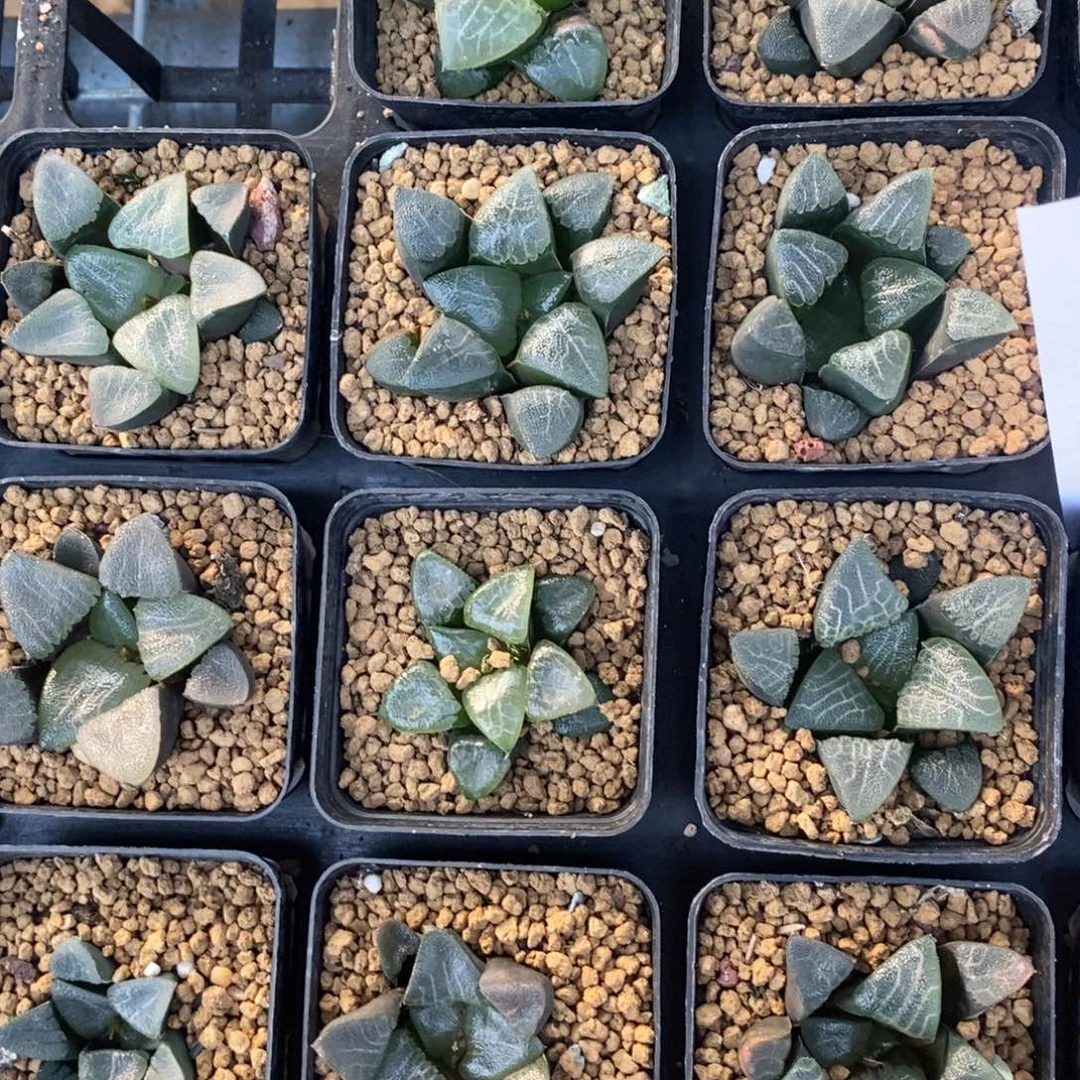 1812 一颗实生克苗 高货