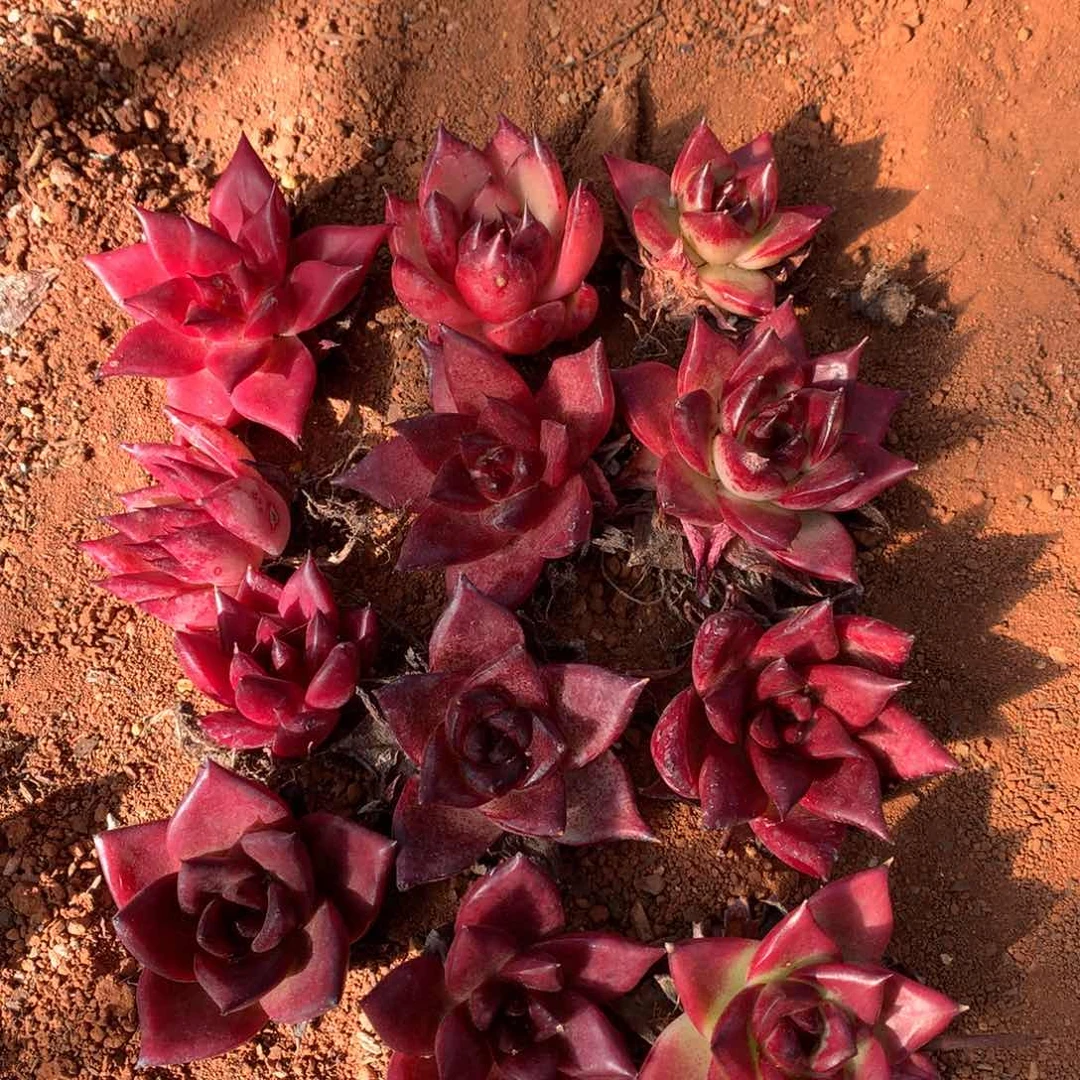 30包邮，断枝不包售后