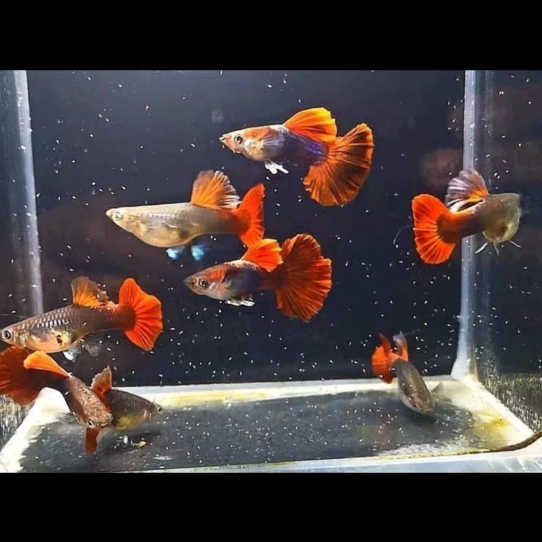 菊花褶扇孔雀鱼精品纯种大帆基因高背鳍（3cm左右）