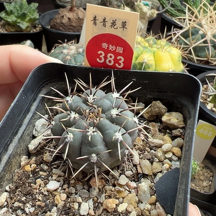 裸萼九纹龙实生3厘米