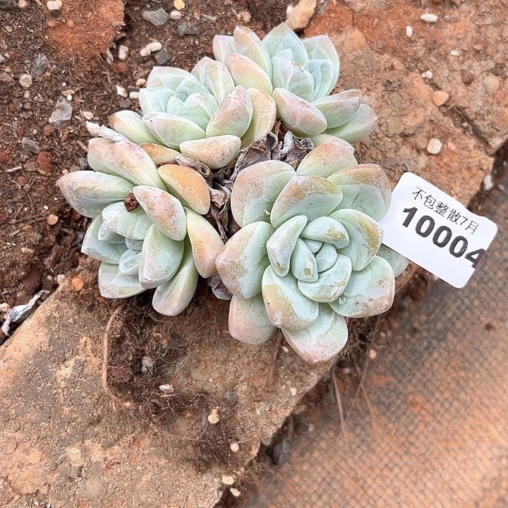 阿雅园艺。     10004