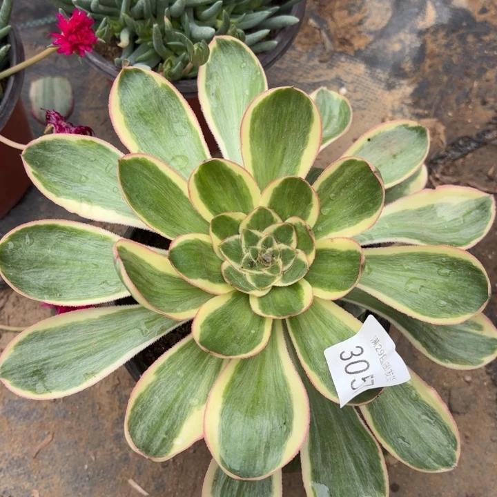 艳资锦多肉法师3057