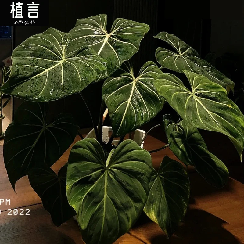 老桩明脉蔓绿绒室内观叶热带绿植荣耀蔓绿绒