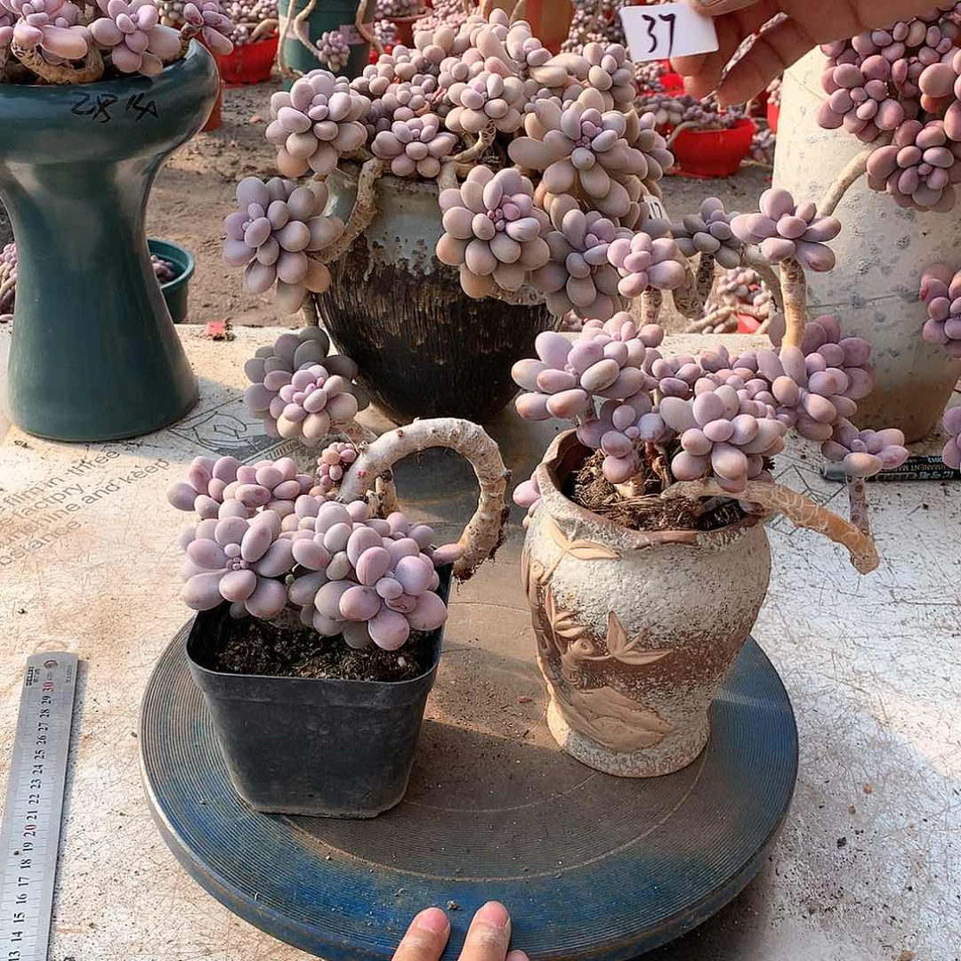 37一物一拍桃蛋不带盆两颗有缩杆