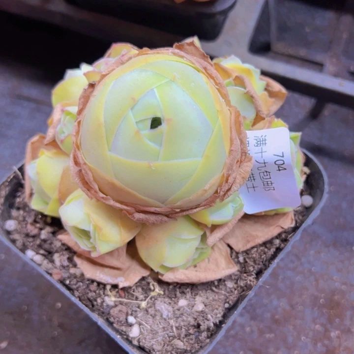 704 裸根不带土发货