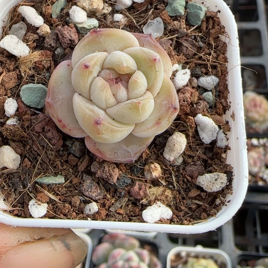 多肉小卡拉米糖心一物一拍