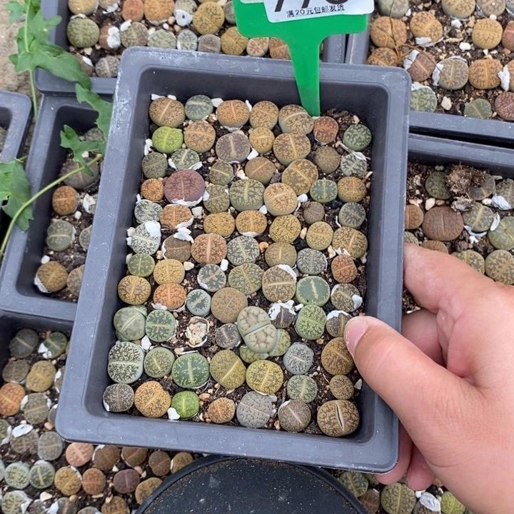 ꧁***꧂生石花等植物的生长773