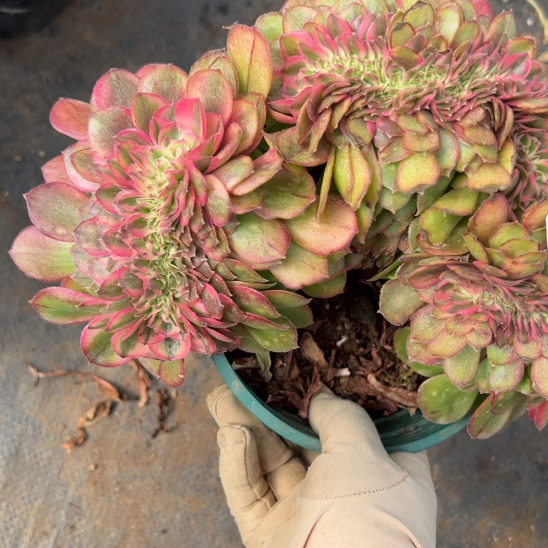 87荔枝缀多肉嘻嘻嘻