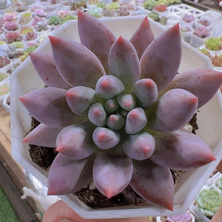 所罗门19包邮多肉植物