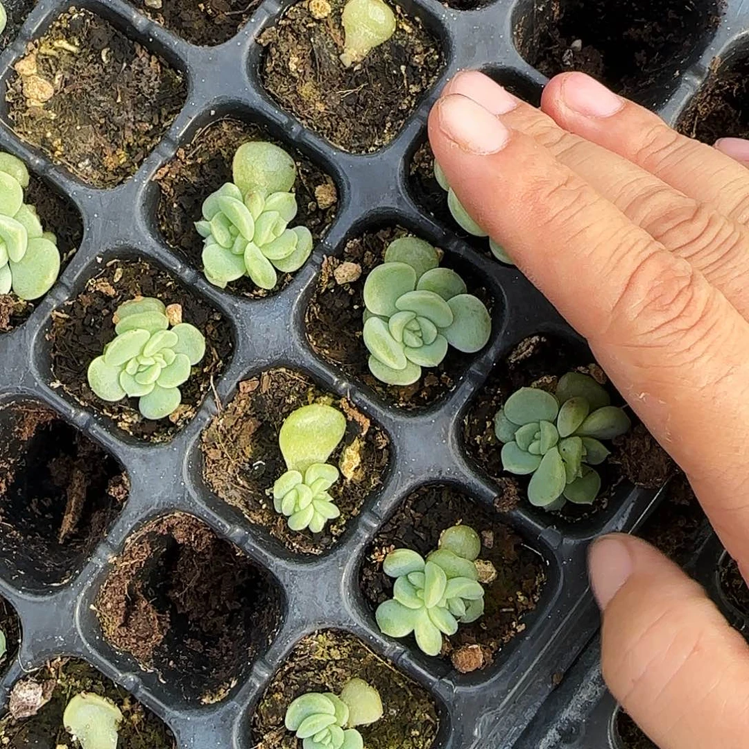 荔枝中苗穴一个满25包邮